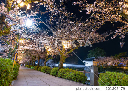 Odawara City, Kanagawa Prefecture Odawara Castle and cherry blossoms at night Odawara City, Kanagawa Prefecture Odawara Castle and cherry blossoms at night 101802479