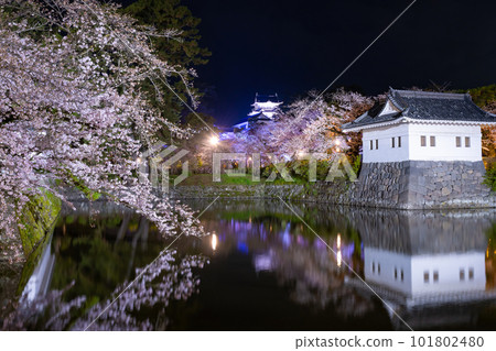 Odawara City, Kanagawa Prefecture Odawara Castle and cherry blossoms at night 101802480