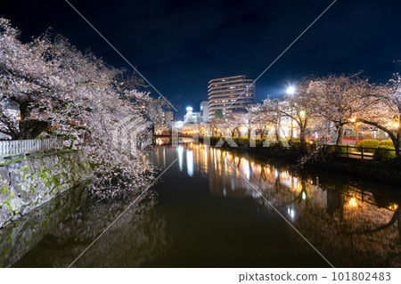 Odawara City, Kanagawa Prefecture Odawara Castle and cherry blossoms at night Odawara City, Kanagawa Prefecture Odawara Castle and cherry blossoms at night 101802483