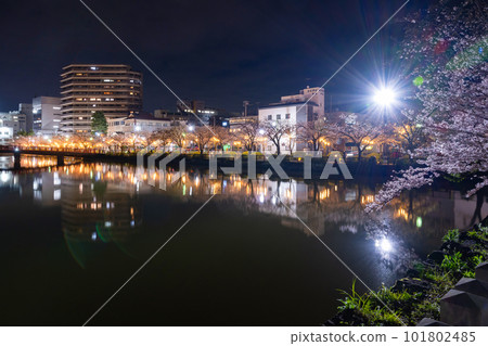 Odawara City, Kanagawa Prefecture Odawara Castle and cherry blossoms at night Odawara City, Kanagawa Prefecture Odawara Castle and cherry blossoms at night 101802485