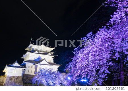 Odawara City, Kanagawa Prefecture Odawara Castle and cherry blossoms at night 101802661