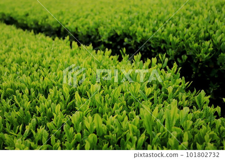 Shincha tea fields in Numazu City, Shizuoka Prefecture Shincha tea fields in Numazu City, Shizuoka Prefecture 101802732