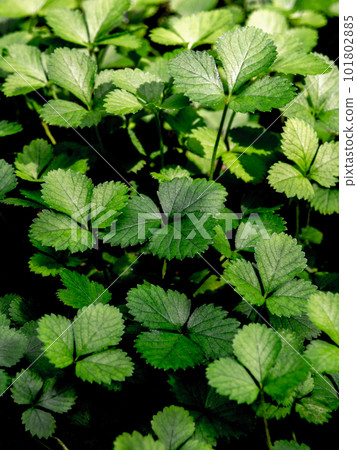 The Mock Strawberry plant for ground cover in the garden 101802885