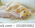 Miniature dachshund waking up from a nap 101803062