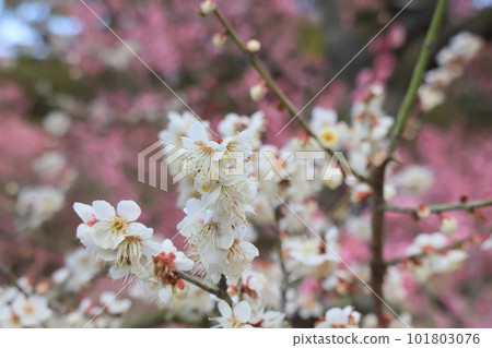 春天的栗林公園（2月下旬，梅花） 101803076