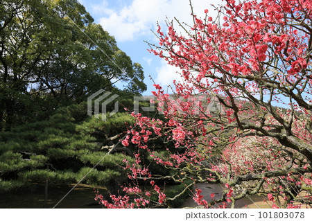 Ritsurin Park in the spring (late February, plum blossoms) 101803078