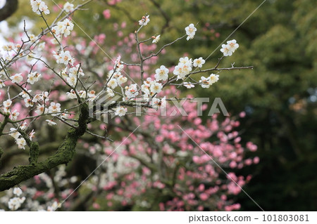 春天的栗林公園（2月下旬，梅花） 101803081