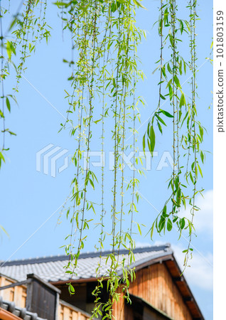 Weeping willow and old folk house 101803159