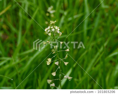 Shepherd's purse of the genus Shepherd's purse, one of the seven herbs of spring Shepherd's purse of the genus Shepherd's purse, one of the seven herbs of spring 101803206