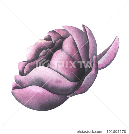 Watercolor Rosebud Isolated on White. Hand Draw Illustrations