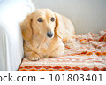 miniature dachshund waking up 101803401