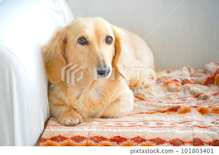 迷你臘腸犬醒來 迷你臘腸犬醒來 101803401