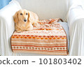 miniature dachshund waking up 101803402