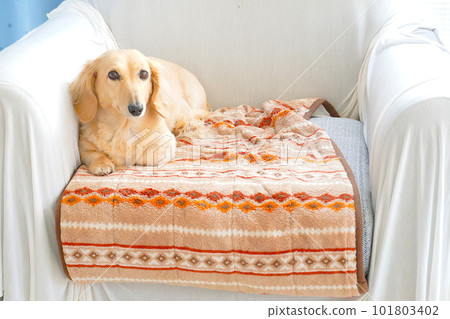miniature dachshund waking up 101803402