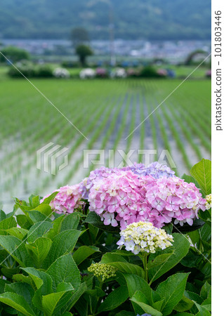 Hydrangea in full bloom Rice field and hydrangea Hydrangea in full bloom Rice field and hydrangea 101803446