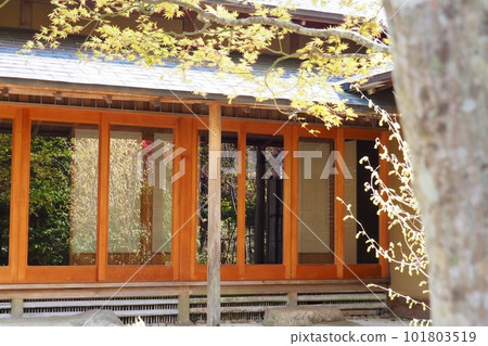 Lush green leaves reflected in the window on the porch 101803519