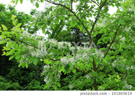 流蘇樹 流蘇樹 101803619