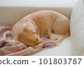 Miniature dachshund sleeping curled up 101803787
