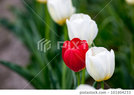 Tulip field, Negarami Mae Paddy, Hamura City, Tokyo 101804233