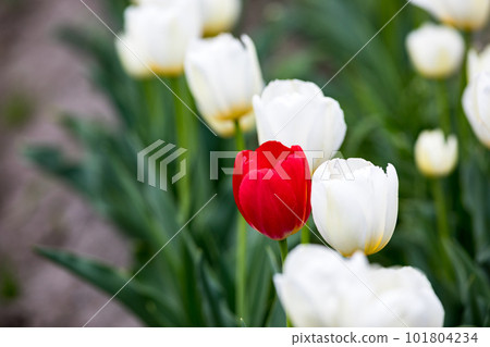 Tulip field, Negarami Mae Paddy, Hamura City, Tokyo Tulip field, Negarami Mae Paddy, Hamura City, Tokyo 101804234