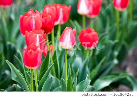 東京都羽村市Negarami Mae Paddy鬱金香花田 101804253