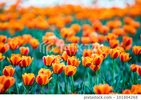 Tulip field, Negarami Mae Paddy, Hamura City, Tokyo 101804268