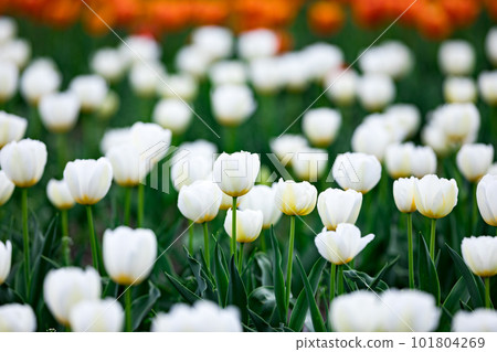 Tulip field, Negarami Mae Paddy, Hamura City, Tokyo 101804269