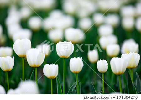 Tulip field, Negarami Mae Paddy, Hamura City, Tokyo 101804270