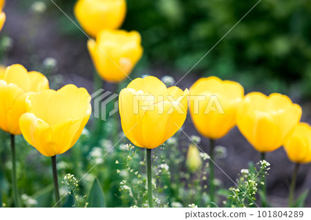 東京都羽村市Negarami Mae Paddy鬱金香花田 101804289