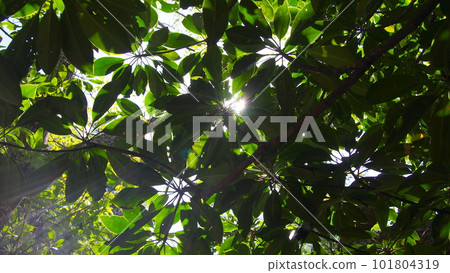 陽光透過樹叢照耀著樹木 101804319