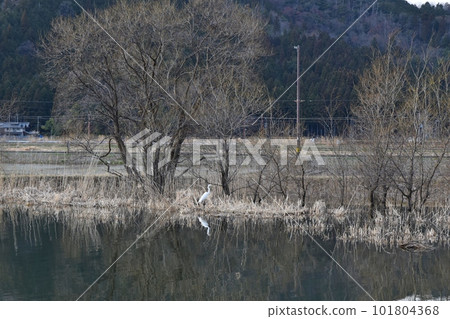 Egrets on Lake Yogo at dusk, Shiga 101804368