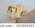 miniature dachshund sitting on the floor 101804383