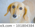 Miniature dachshund face up 101804384