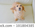 miniature dachshund barking on sofa 101804385
