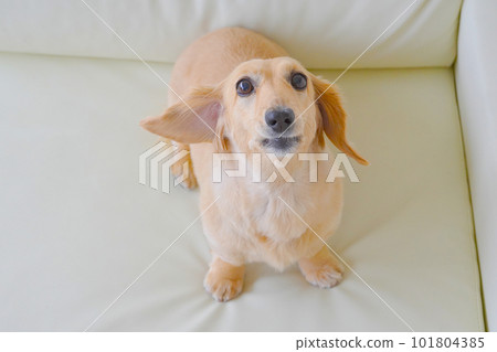 miniature dachshund barking on sofa miniature dachshund barking on sofa 101804385