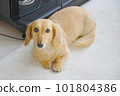 miniature dachshund sitting on the floor 101804386