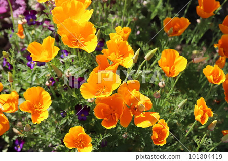 開花在春天領域的加利福尼亞罌粟 (California poppy) 橙色花 101804419
