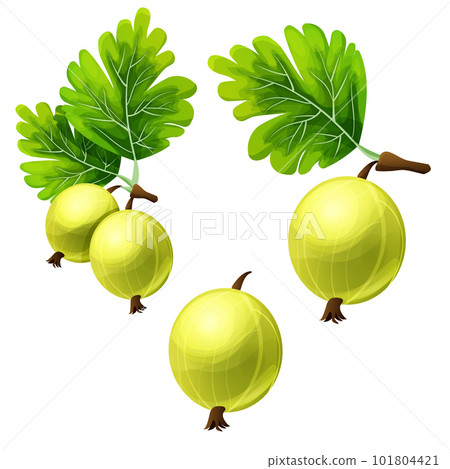 Set Gooseberry juicy plant in cartoon style isolated on white background.  101804421