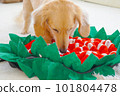 Miniature dachshund looking for treats on nose work mat 101804478