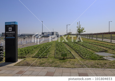 Lilies transplanted at the entrance of Soramnade Haneda Ryokuchi Lilies transplanted at the entrance of Soramnade Haneda Ryokuchi 101804653