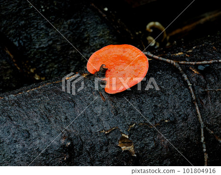 Mushroom World: Hiirotake Bright Vermillion Mushroom 101804916
