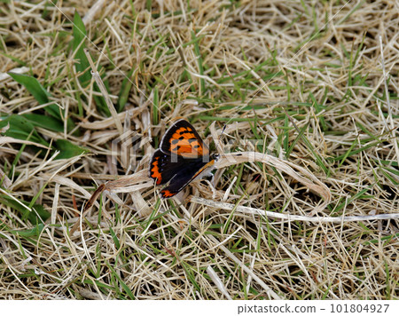 A sunbath of a spring type ♂ 101804927