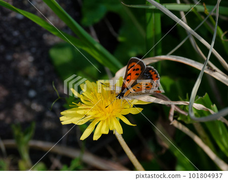Phalacrocorax japonicum spring type 從蒲公英花中吸食花蜜 101804937
