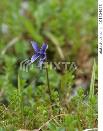 Violet flower blooms 101804938