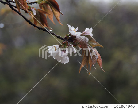 Spring rain Yamazakura flowers 101804940
