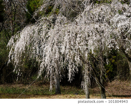 竹櫻桃樹盛開 101804943