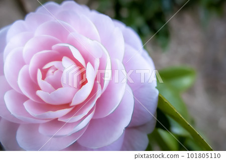 花瓣像花紋一樣美麗的茶梅 101805110