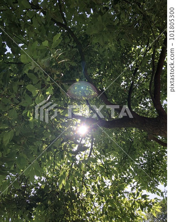 Pleasant sunshine filtering through trees Pleasant sunshine filtering through trees 101805300