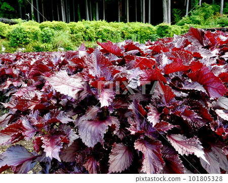 Kyoto Ohara red shiso Kyoto Ohara red shiso 101805328