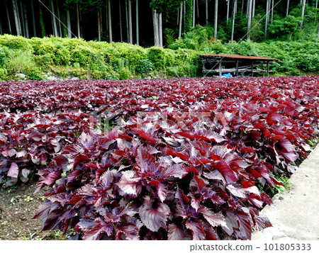 Kyoto Ohara red shiso 101805333